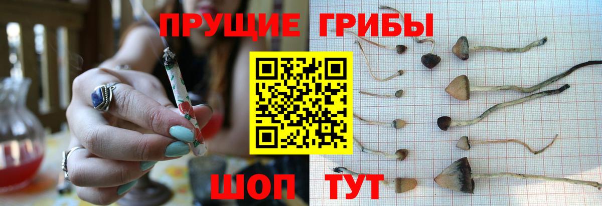 Галлюциногенные грибы Psilocybine cubensis Богородск